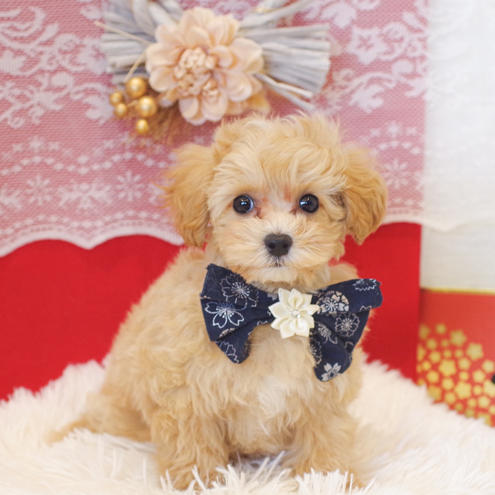 静岡県のマルプー(マルチーズ×プードル) (犬の家＆猫の里富士店/2025年11月29日生まれ/男の子/アプリコットホワイト)の子犬の2枚目の画像