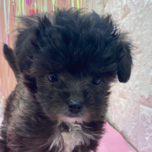 ハーフ犬女の子の写真