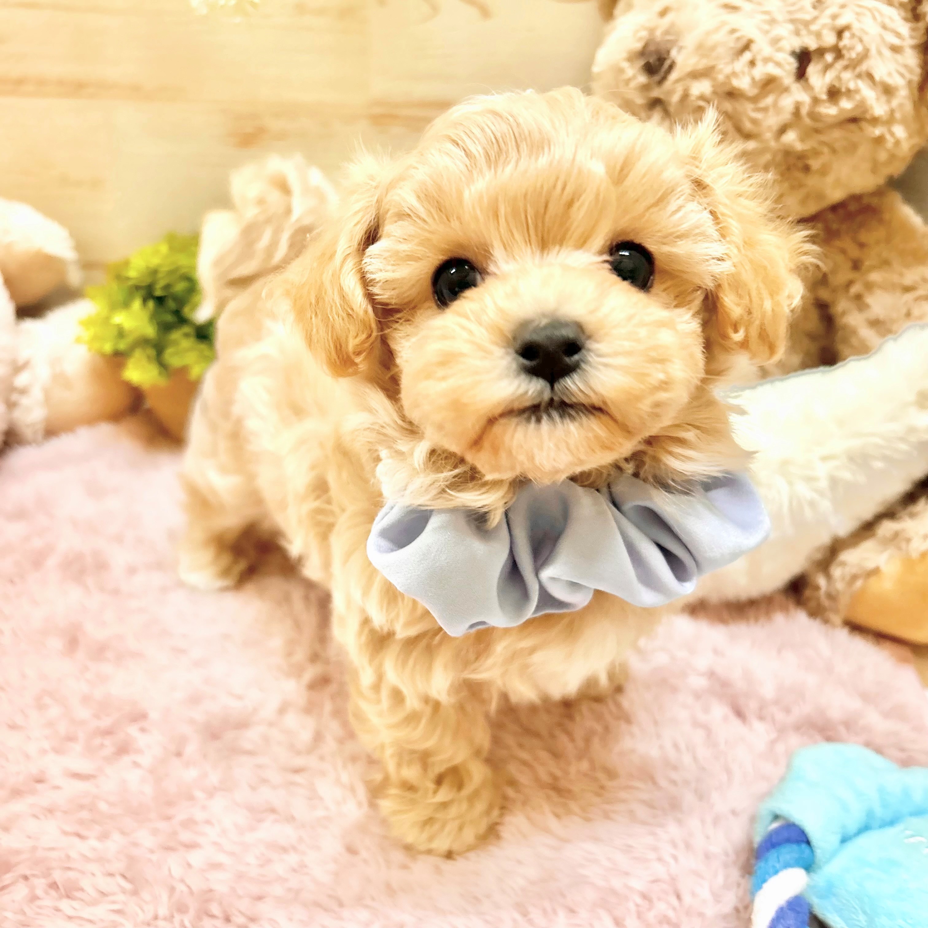 兵庫県のマルプー(マルチーズ×プードル) (犬の家＆猫の里神戸店/2026年2月12日生まれ/男の子/クリーム)の子犬の1枚目の画像