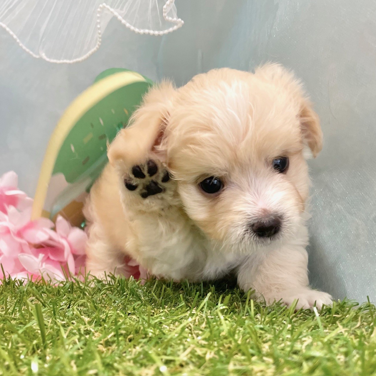 福岡県のマルプー(マルチーズ×プードル) (犬の家＆猫の里くりえいと宗像店/2026年5月18日生まれ/男の子/アプリコット)の子犬の2枚目の画像