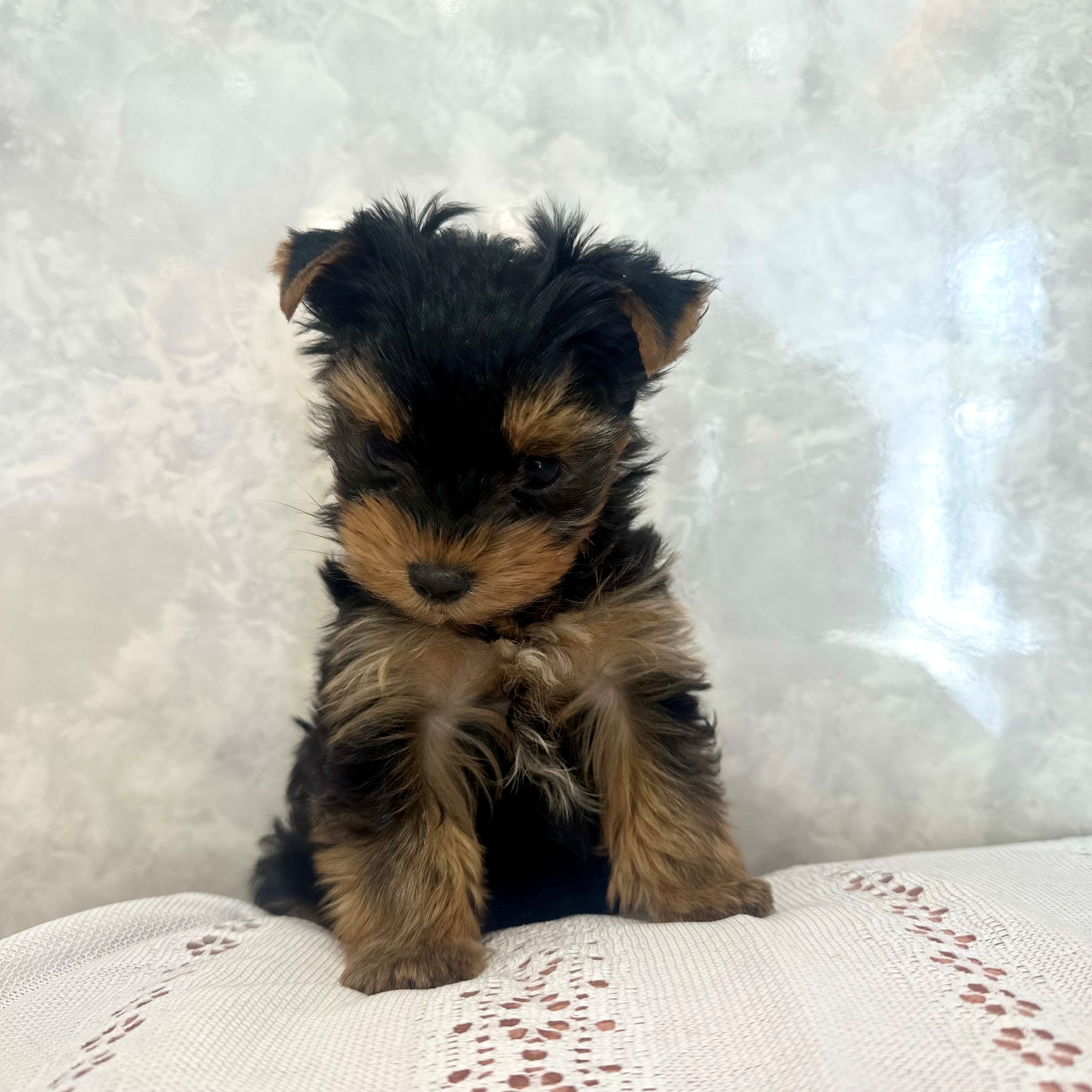 福岡県のヨークシャーテリア (犬の家＆猫の里くりえいと宗像店/2025年12月8日生まれ/男の子/スチールブルータン)の子犬の2枚目の画像