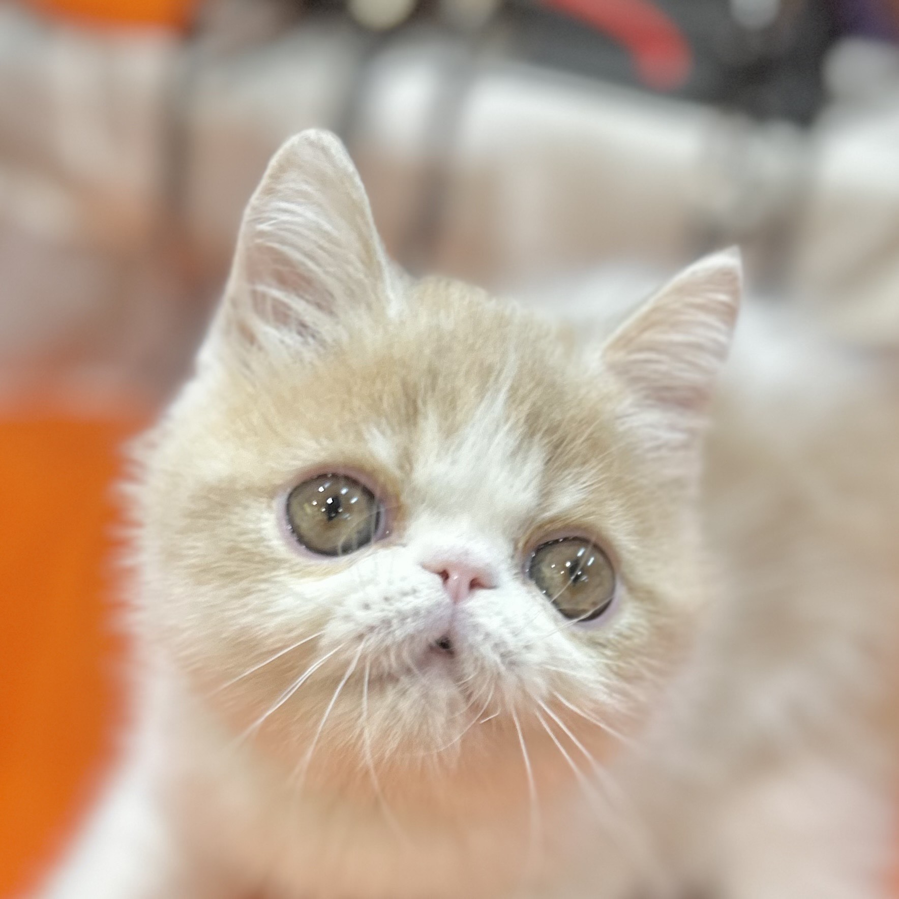 岡山県のエキゾチック (犬の家＆猫の里倉敷店/2025年8月3日生まれ/男の子/クリームタビーホワイト)の子猫の1枚目の画像