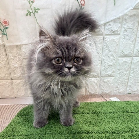 岡山県のエキゾチック (犬の家＆猫の里倉敷店/2026年6月11日生まれ/男の子/ブルータビー)の子猫の2枚目の画像