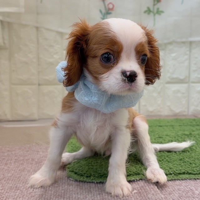 岡山県のキャバリアキングチャールズスパニエル (犬の家＆猫の里倉敷店/2026年7月18日生まれ/男の子/ブレンハイム)の子犬の2枚目の画像
