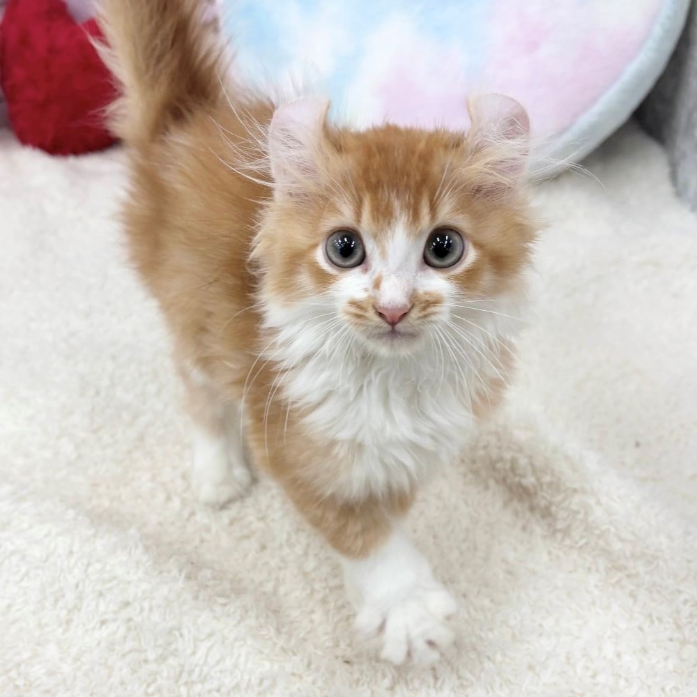 愛知県のキンカロー (犬の家＆猫の里エアポートウォーク店/2026年5月28日生まれ/男の子/レッドタビーホワイト)の子猫の1枚目の画像