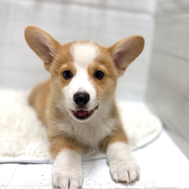 コーギー男の子の写真