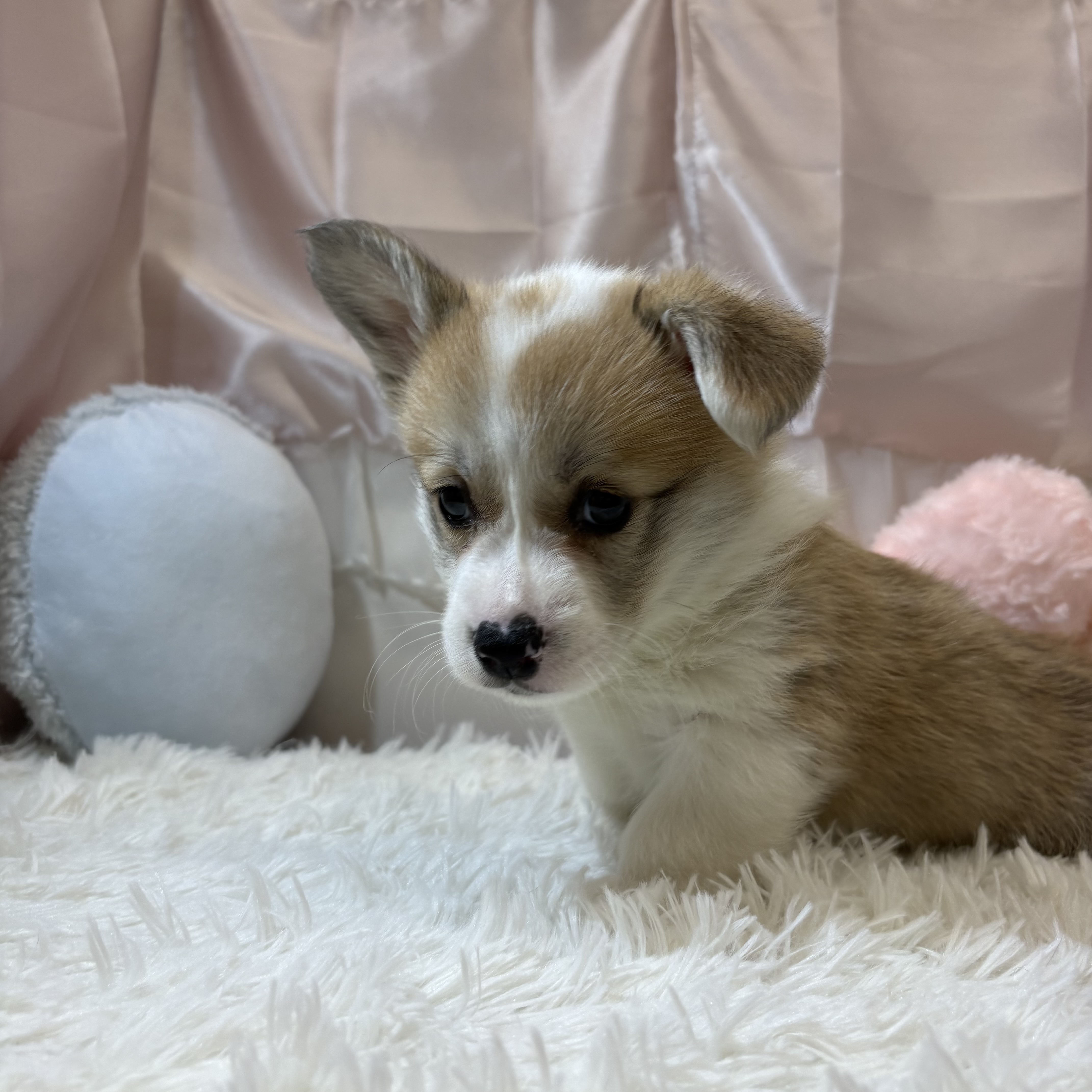 兵庫県のウェルシュコーギーペンブローク (犬の家＆猫の里カナート西神戸店/2026年2月5日生まれ/女の子/セーブルホワイト)の子犬の2枚目の画像