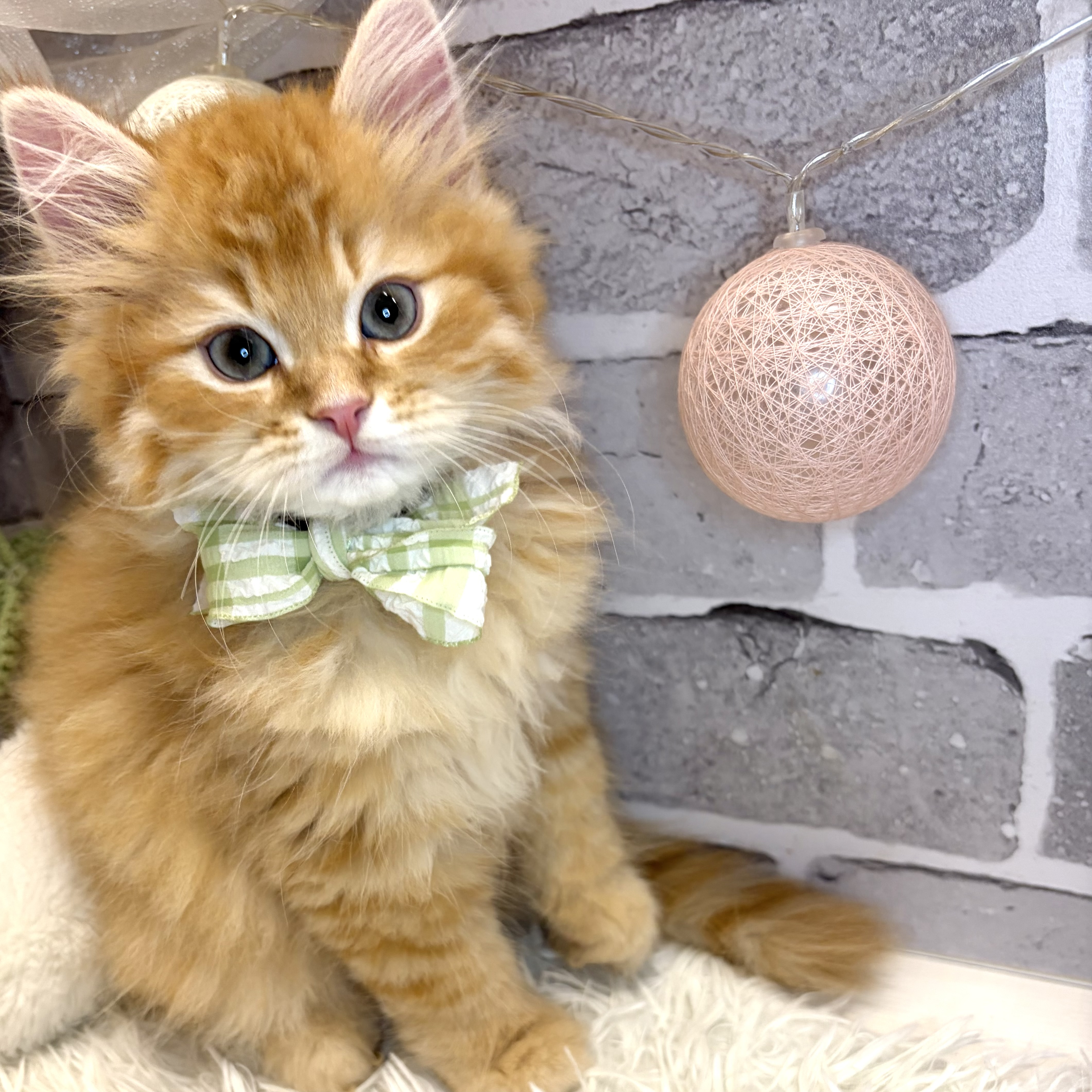 兵庫県のサイベリアン (犬の家＆猫の里神戸店/2026年7月8日生まれ/男の子/レッドタビー)の子猫の2枚目の画像