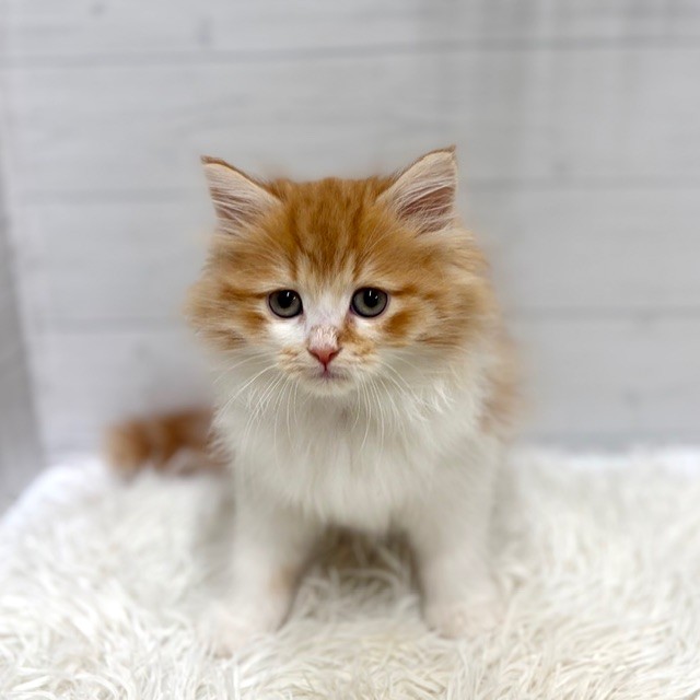 愛知県のサイベリアン (犬の家＆猫の里豊田店/2025年12月29日生まれ/女の子/レッドタビーホワイト)の子猫の2枚目の画像