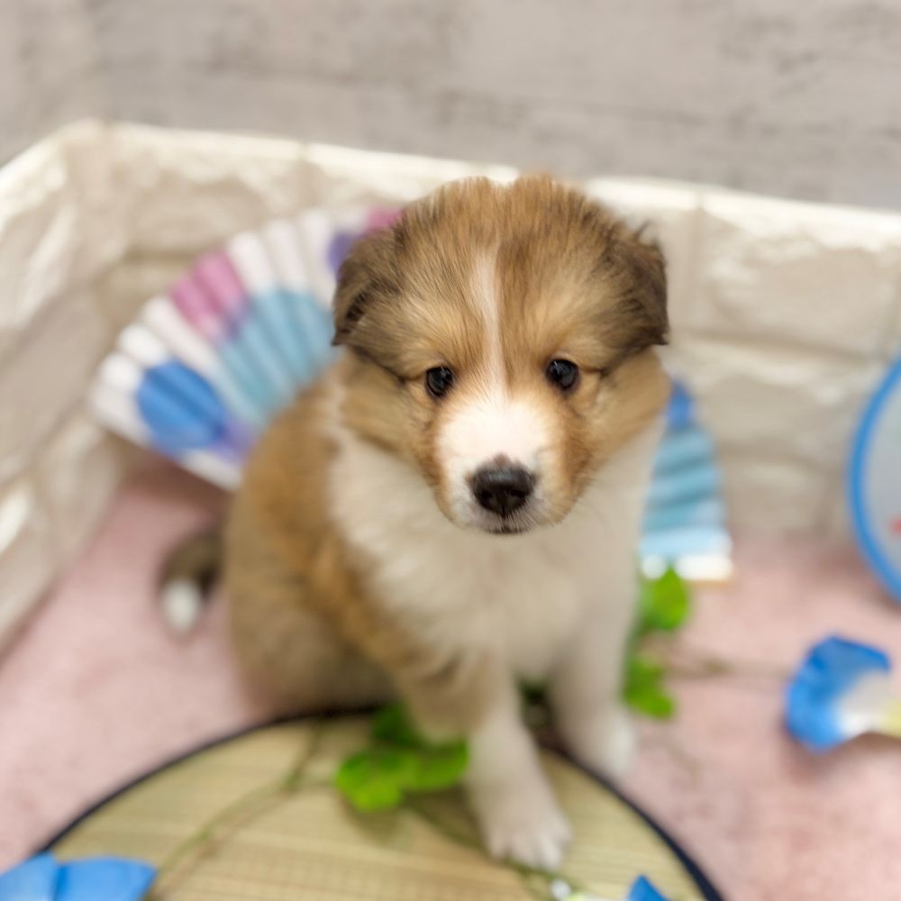 静岡県のシェットランドシープドッグ (犬の家＆猫の里プレ葉ウォーク浜北店/2026年5月25日生まれ/女の子/セーブルホワイト)の子犬の2枚目の画像