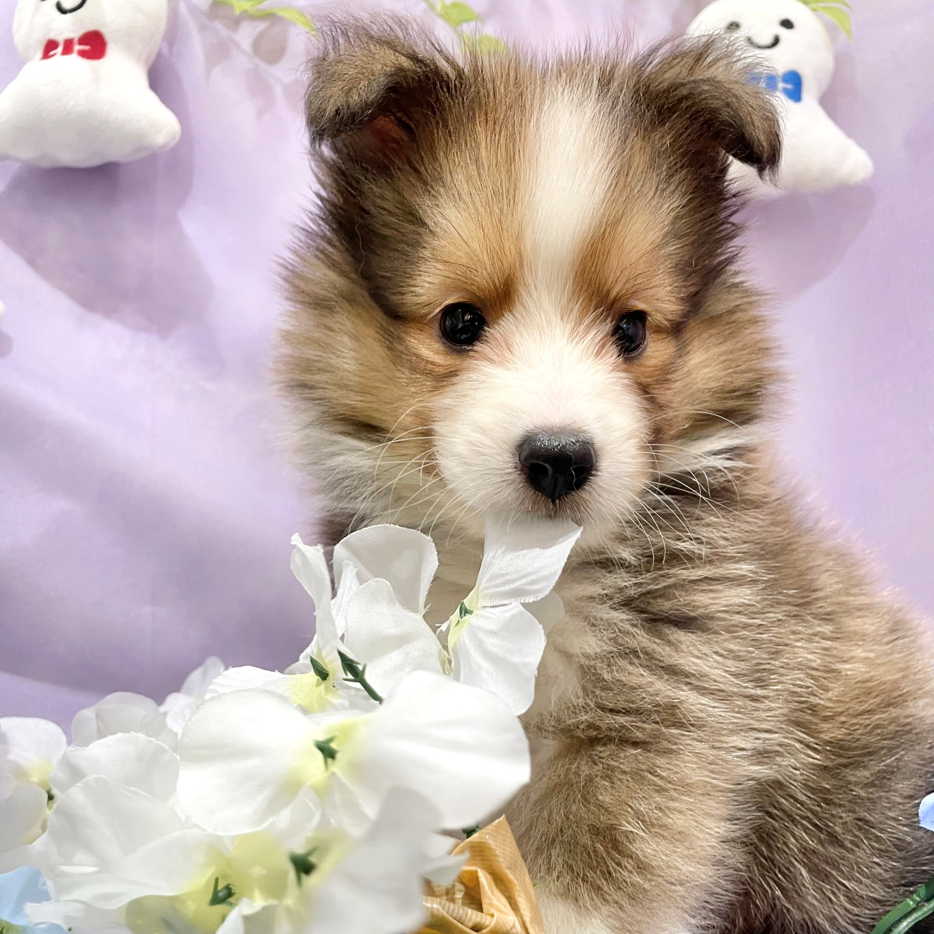 福岡県のシェットランドシープドッグ (犬の家＆猫の里くりえいと宗像店/2026年4月25日生まれ/女の子/セーブルホワイト)の子犬の1枚目の画像