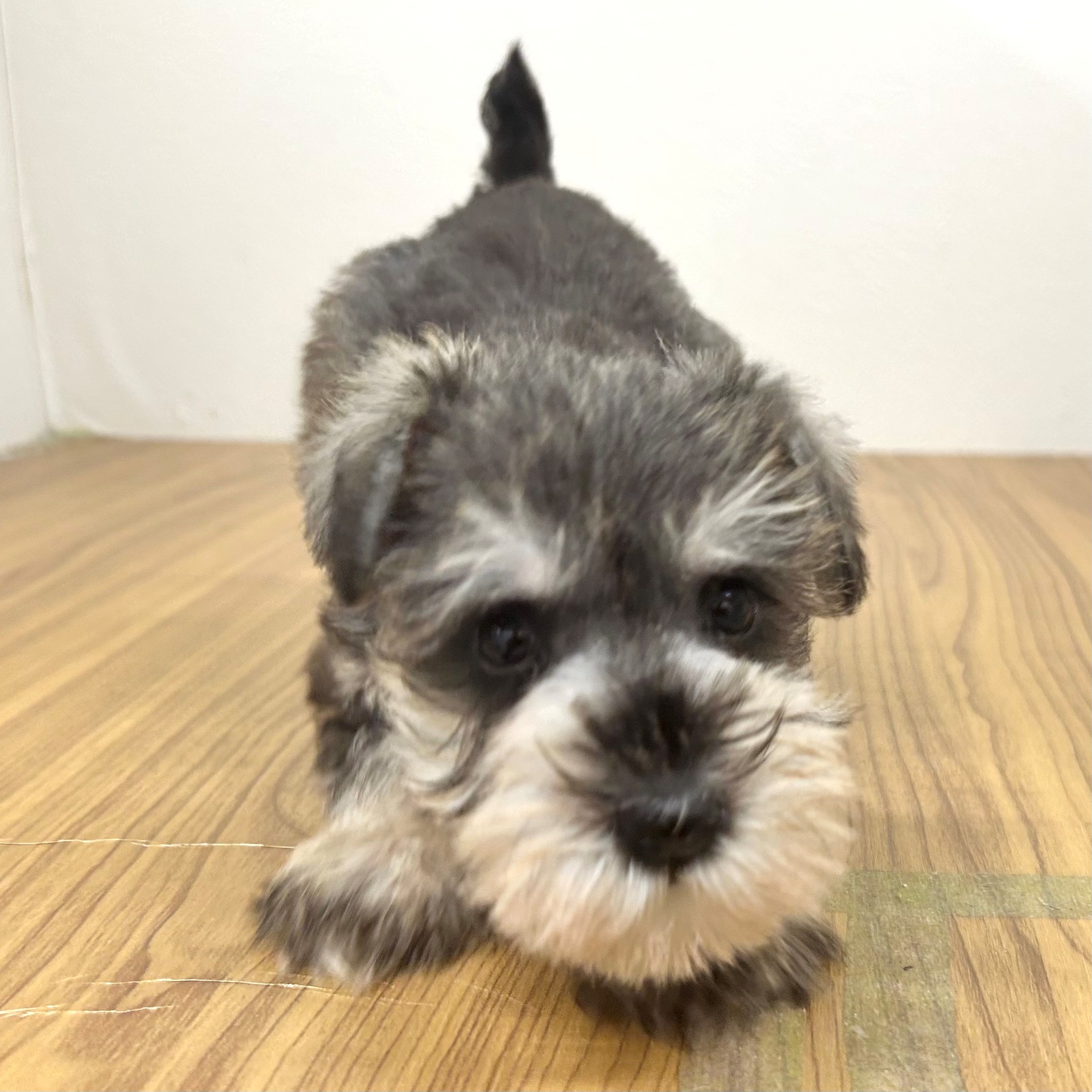 福岡県のミニチュアシュナウザー (犬の家＆猫の里トリアス久山店/2025年9月13日生まれ/男の子/ソルトペッパー)の子犬の2枚目の画像