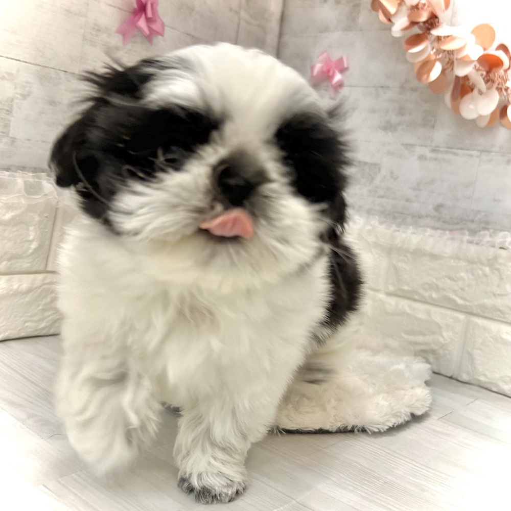 静岡県のシーズー (犬の家＆猫の里プレ葉ウォーク浜北店/2026年2月23日生まれ/女の子/ホワイトブラック)の子犬の2枚目の画像