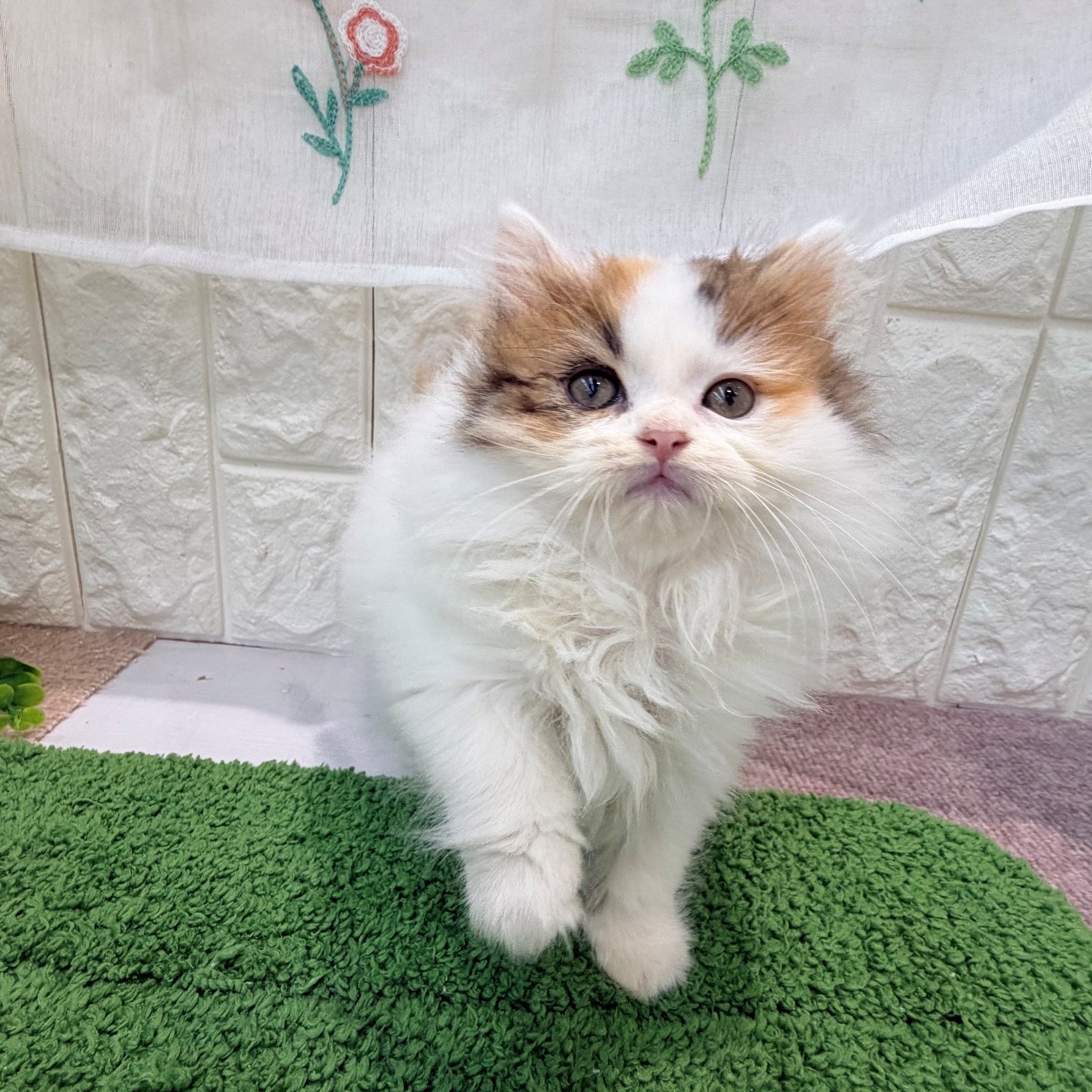 岡山県のスコティッシュストレート (犬の家＆猫の里倉敷店/2026年8月23日生まれ/女の子/バンキャリコ)の子猫の2枚目の画像