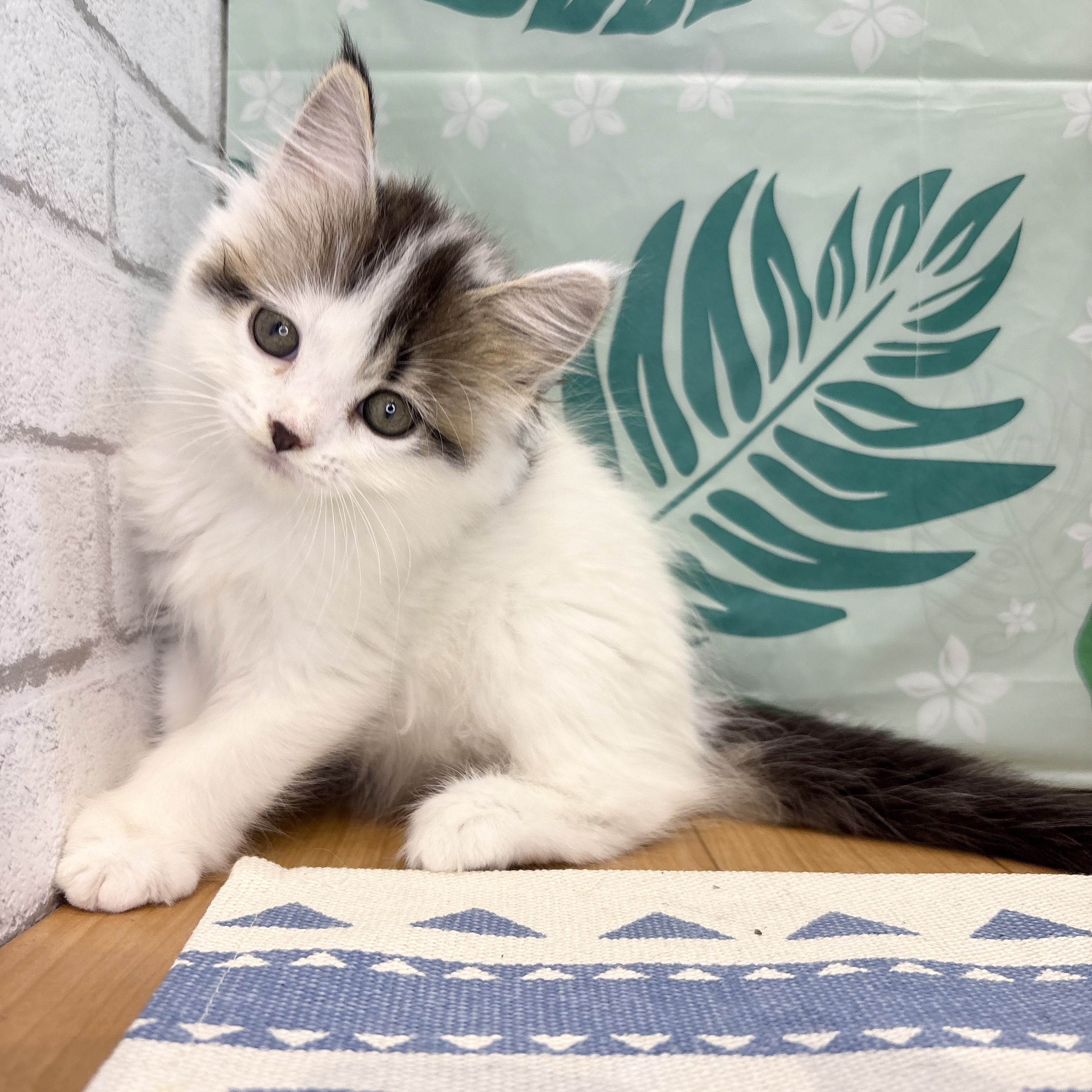長野県のスコティッシュストレート (犬の家＆猫の里カインズ梓川店/2026年6月2日生まれ/女の子/ブラウンタビーホワイト)の子猫の2枚目の画像