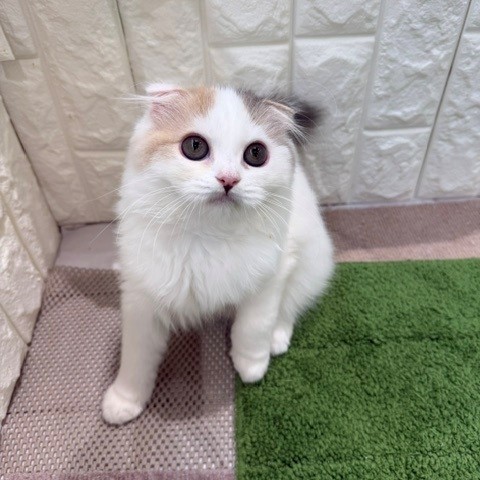 岡山県のスコティッシュフォールド (犬の家＆猫の里倉敷店/2026年6月21日生まれ/女の子/ブルーパッチドタビーホワイト)の子猫の2枚目の画像