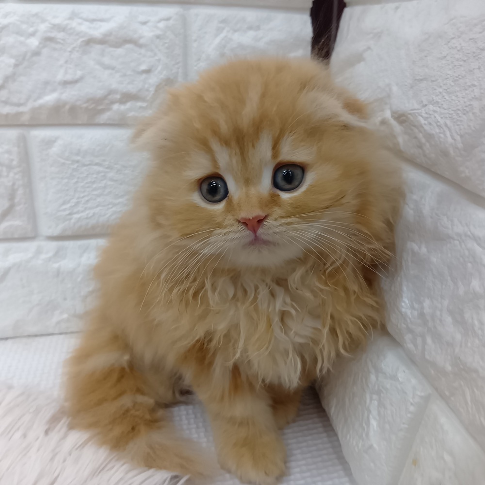 愛知県のスコティッシュフォールド (犬の家＆猫の里MEGAドン・キホーテ東海名和店/2026年1月22日生まれ/女の子/レッドタビー)の子猫の2枚目の画像