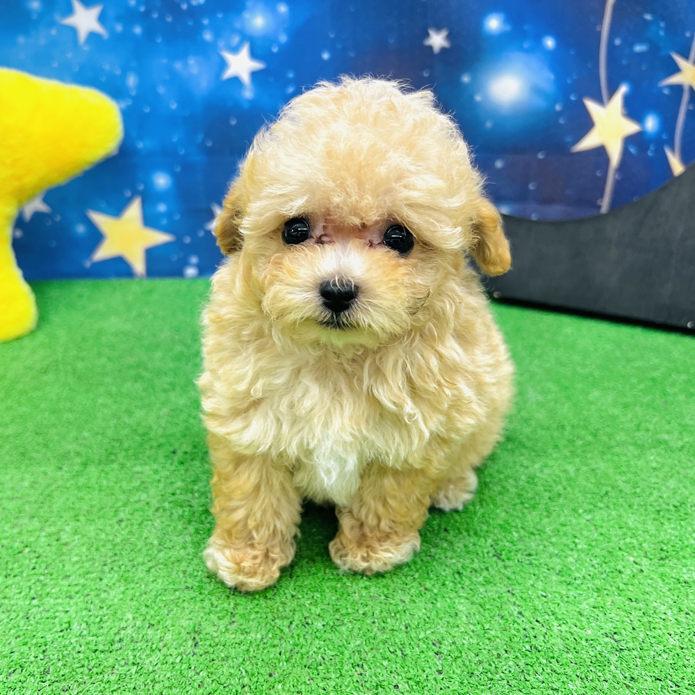 愛知県のタイニープードル (犬の家＆猫の里名古屋天白店/2025年5月19日生まれ/男の子/オレンジフォーン)の子犬の2枚目の画像