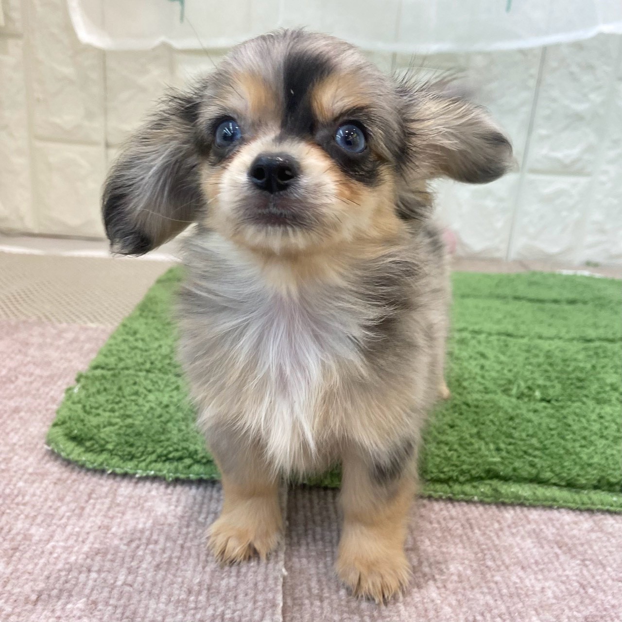 岡山県のチワックス(チワワ×ダックス) (犬の家＆猫の里倉敷店/2026年7月16日生まれ/男の子/ブルーマールタン)の子犬の2枚目の画像