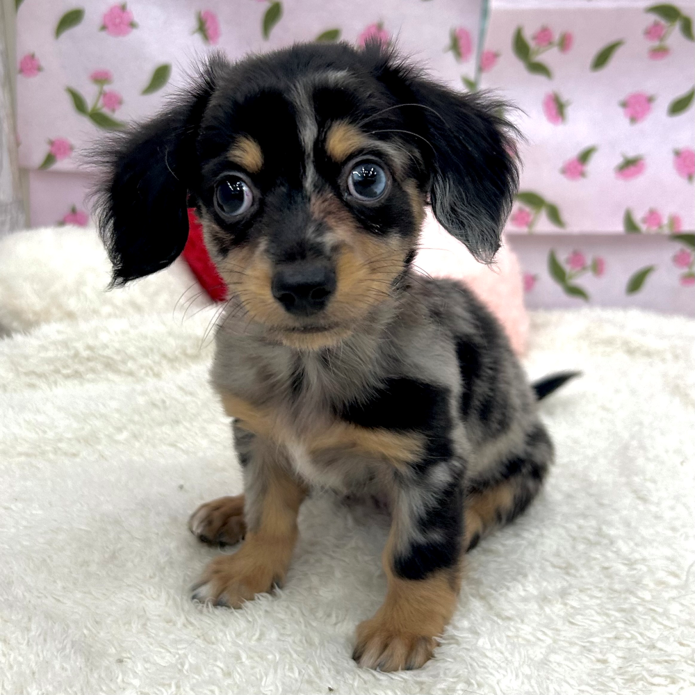 愛知県のチワックス(チワワ×ダックス) (犬の家＆猫の里エアポートウォーク店/2026年5月25日生まれ/男の子/シルバーダップル)の子犬の1枚目の画像