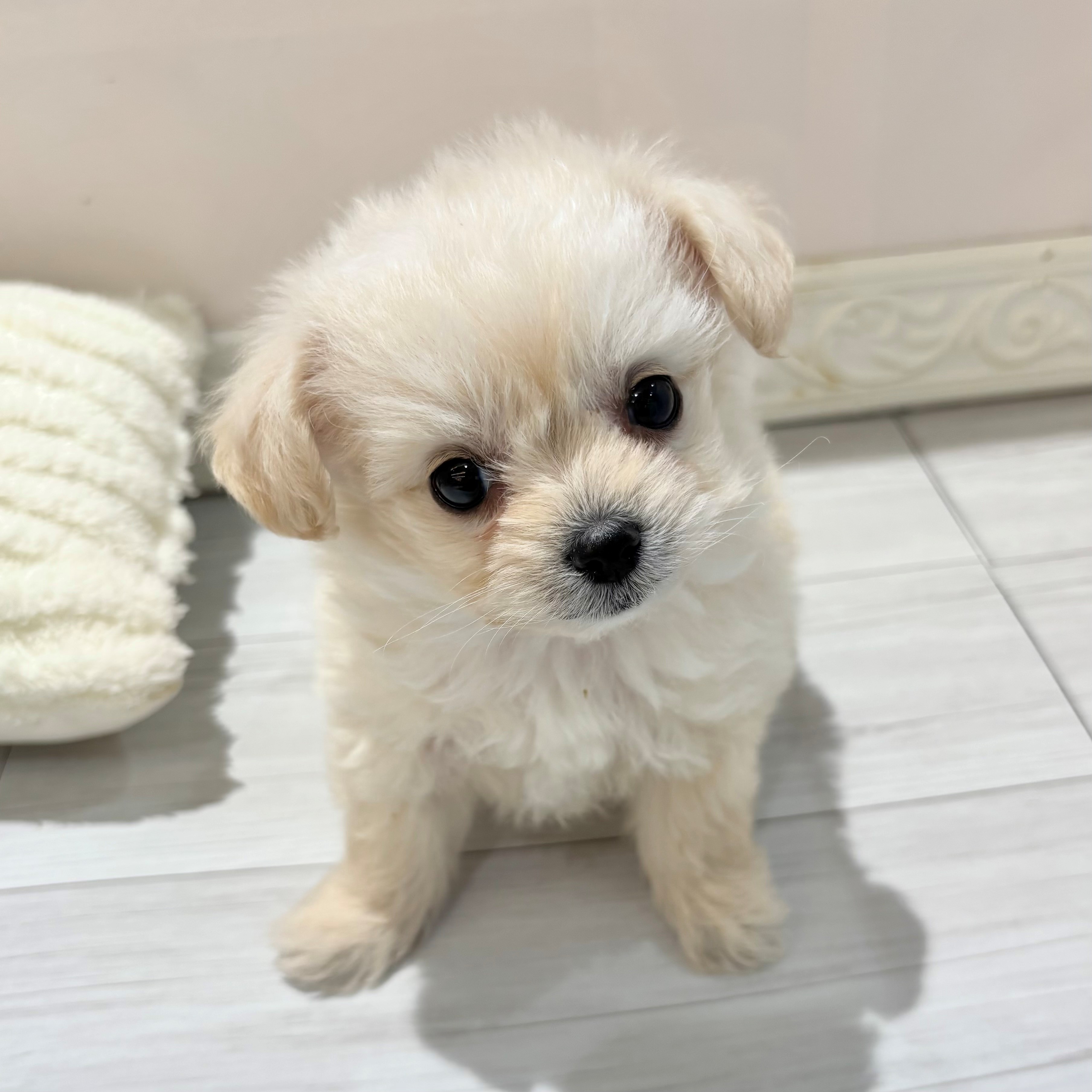 愛知県のチワプー/プーチー(チワワ×プードル) (犬の家＆猫の里春日井本店/2026年2月9日生まれ/女の子/クリーム)の子犬の2枚目の画像
