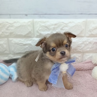 静岡県のチワワ(ロング) (犬の家＆猫の里アミーゴ浜松和田店/2026年3月3日生まれ/男の子/イザベラタン)の子犬の2枚目の画像