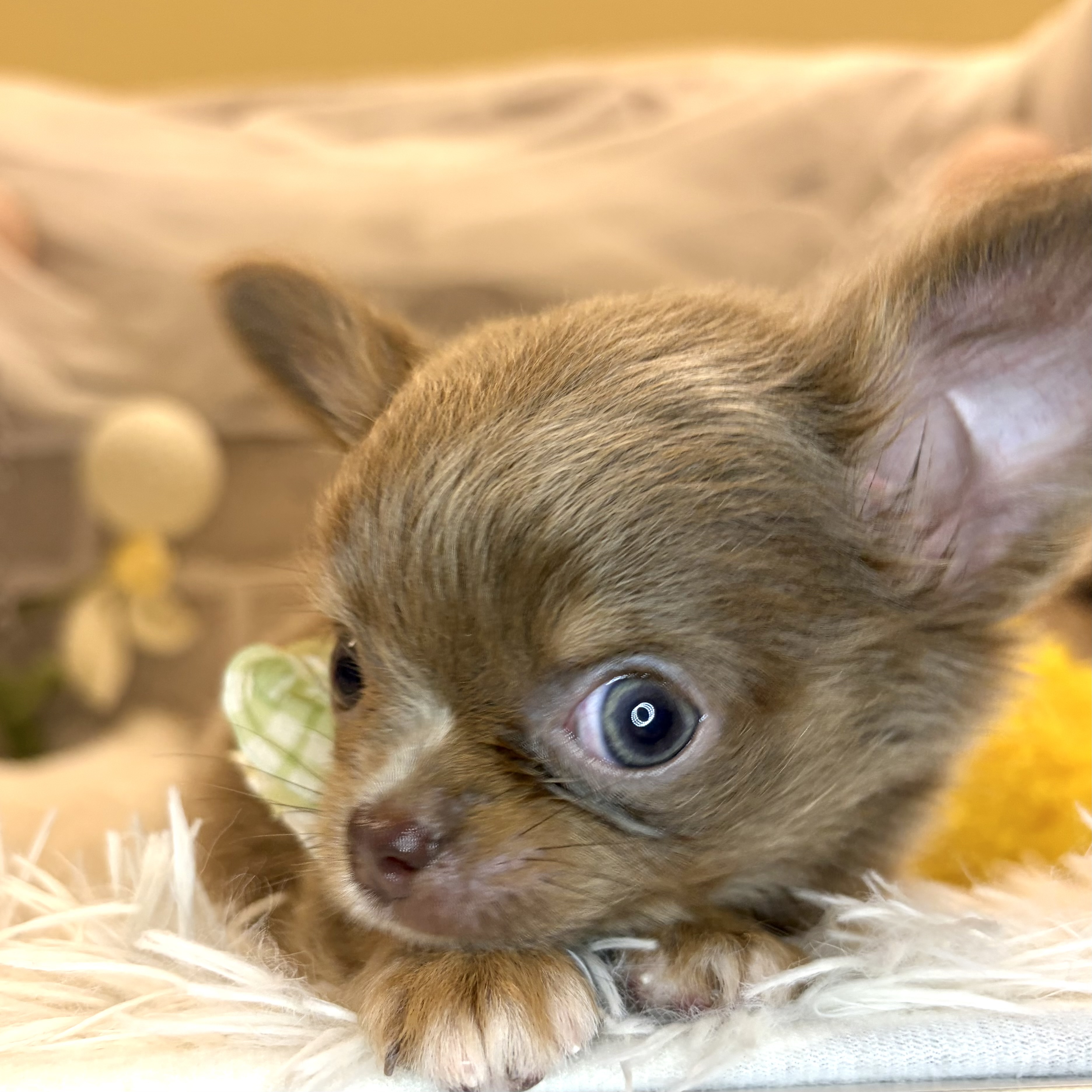 兵庫県のチワワ(ロング) (犬の家＆猫の里神戸店/2026年7月11日生まれ/男の子/イザベラタンホワイト)の子犬の2枚目の画像