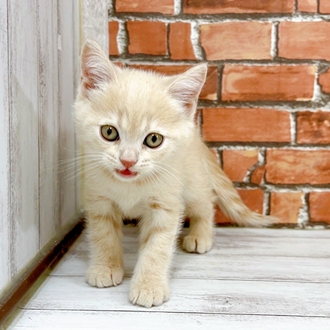 神奈川県のブリティッシュショートヘアー (犬の家＆猫の里小田原店/2025年12月1日生まれ/男の子/クリームタビー)の子猫の2枚目の画像