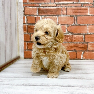 神奈川県のマルプー(マルチーズ×プードル) (犬の家＆猫の里小田原店/2025年12月1日生まれ/男の子/クリーム)の子犬の2枚目の画像