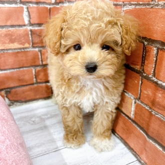 神奈川県のビションプー(ビションフリーゼ×プードル) (犬の家＆猫の里小田原店/2025年12月1日生まれ/男の子/アプリコット)の子犬の2枚目の画像