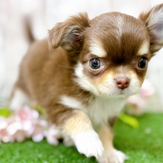 神奈川県のチワワ(ロング) (犬の家＆猫の里小田原店/2025年12月16日生まれ/女の子/チョコレートタンホワイト)の子犬の2枚目の画像