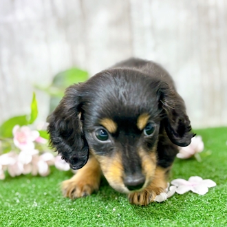 神奈川県のミニチュアダックスフンド(ロング) (犬の家＆猫の里小田原店/2025年12月14日生まれ/女の子/ブラックタン)の子犬