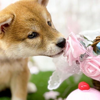 神奈川県の柴犬(標準サイズ) (犬の家＆猫の里小田原店/2025年12月15日生まれ/女の子/赤)の子犬の2枚目の画像