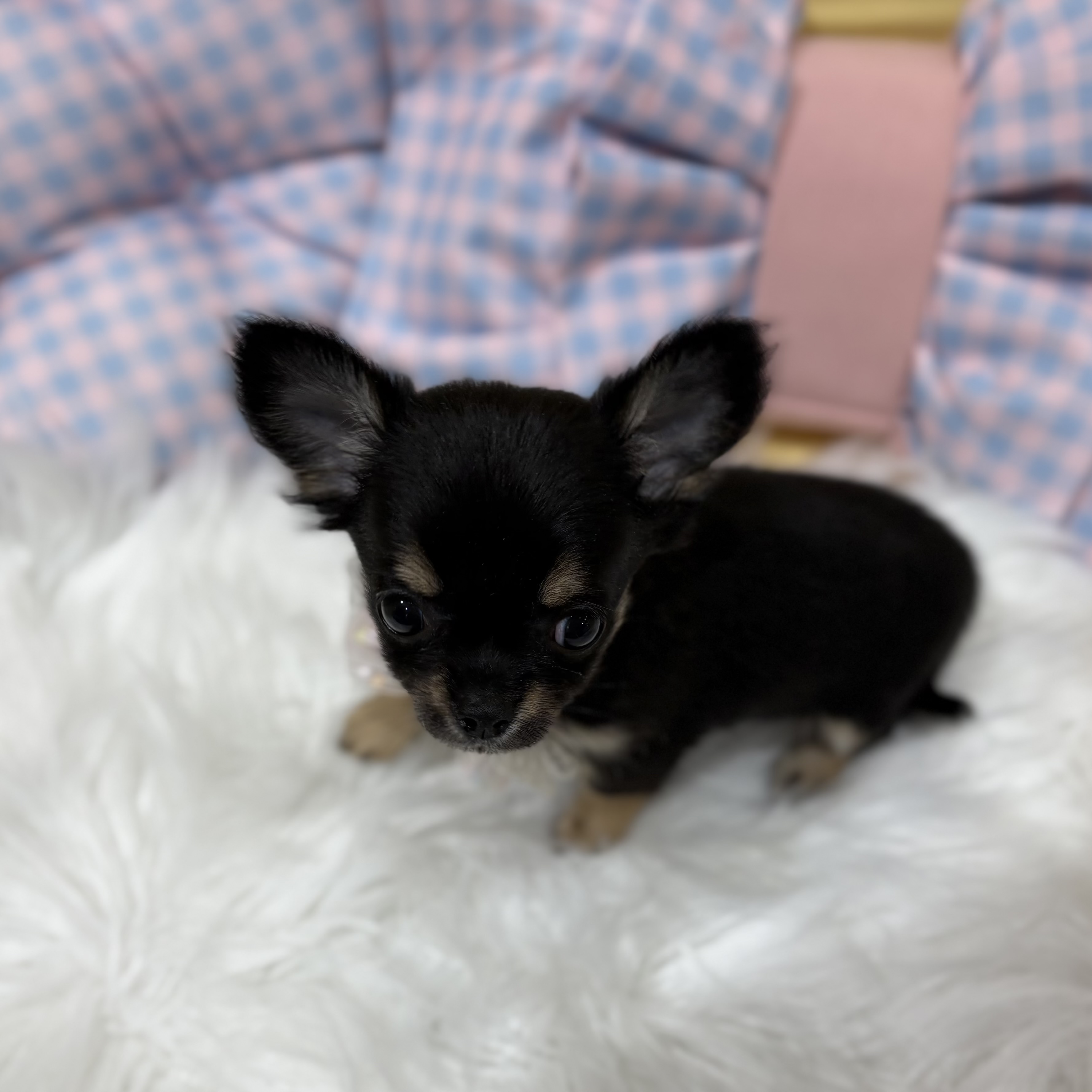 神奈川県のチワワ(ロング) (犬の家＆猫の里元住吉ブレーメン通り店/2026年6月15日生まれ/女の子/ブラックタン)の子犬の2枚目の画像