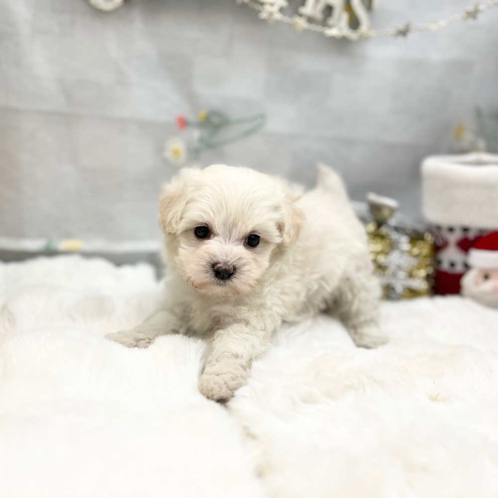 静岡県のマルプー(マルチーズ×プードル) (犬の家＆猫の里MEGAドン・キホーテ袋井店/2025年10月19日生まれ/男の子/ホワイト)の子犬の2枚目の画像