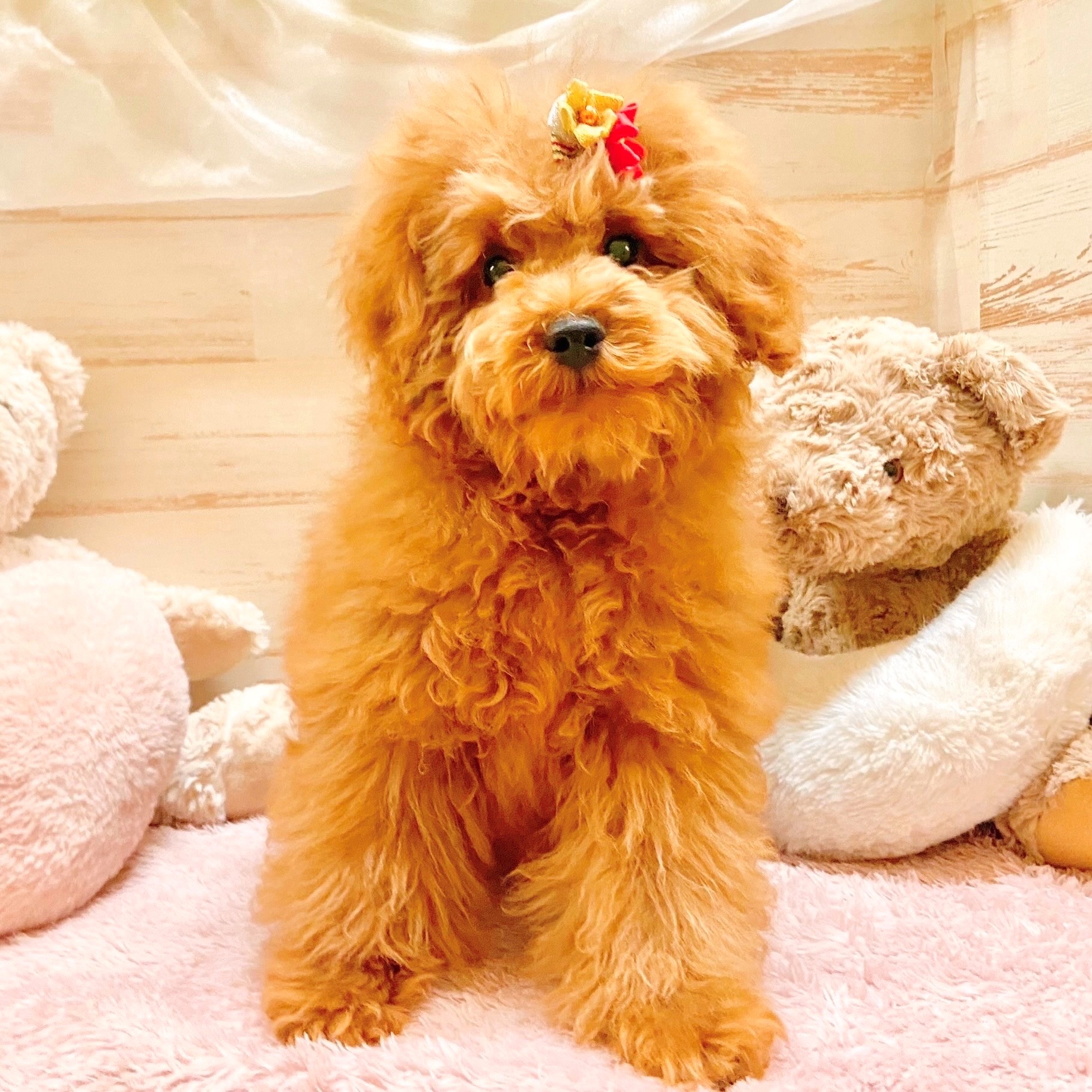 兵庫県のトイプードル(トイ) (犬の家＆猫の里神戸店/2025年8月21日生まれ/男の子/レッド)の子犬の1枚目の画像