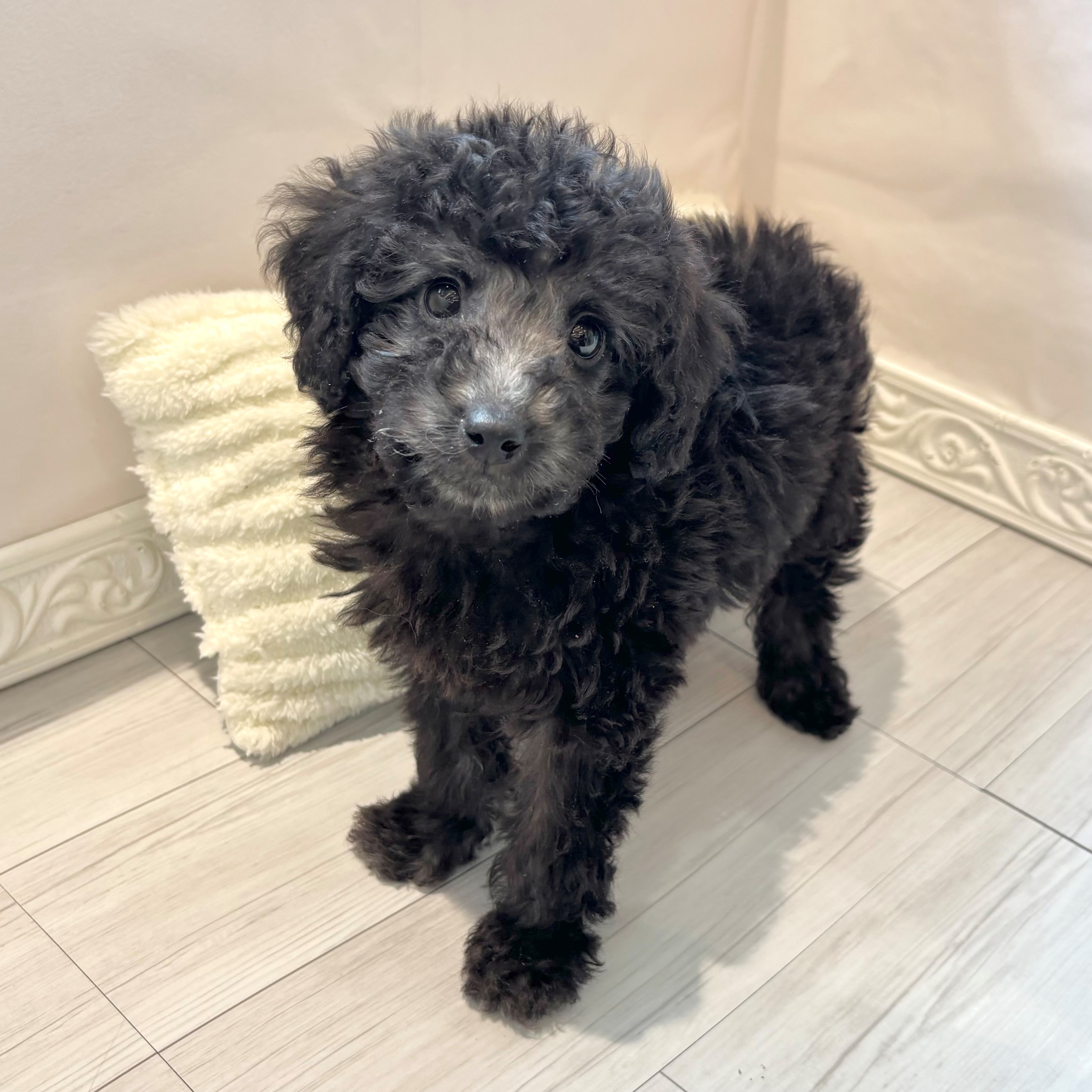 愛知県のトイプードル(トイ) (犬の家＆猫の里春日井本店/2026年2月9日生まれ/男の子/シルバー)の子犬の2枚目の画像