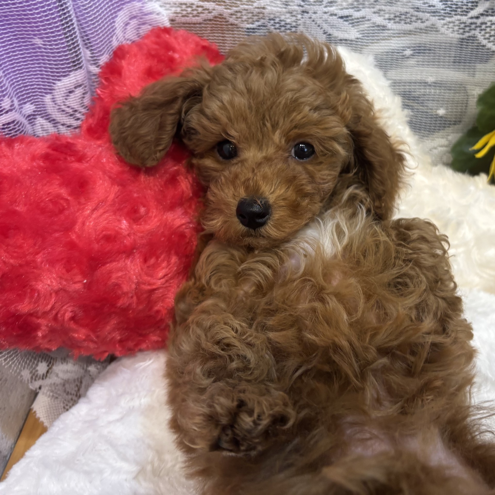 長野県のトイプードル(トイ) (犬の家＆猫の里カインズ梓川店/2026年5月16日生まれ/男の子/レッドフォーン)の子犬の2枚目の画像