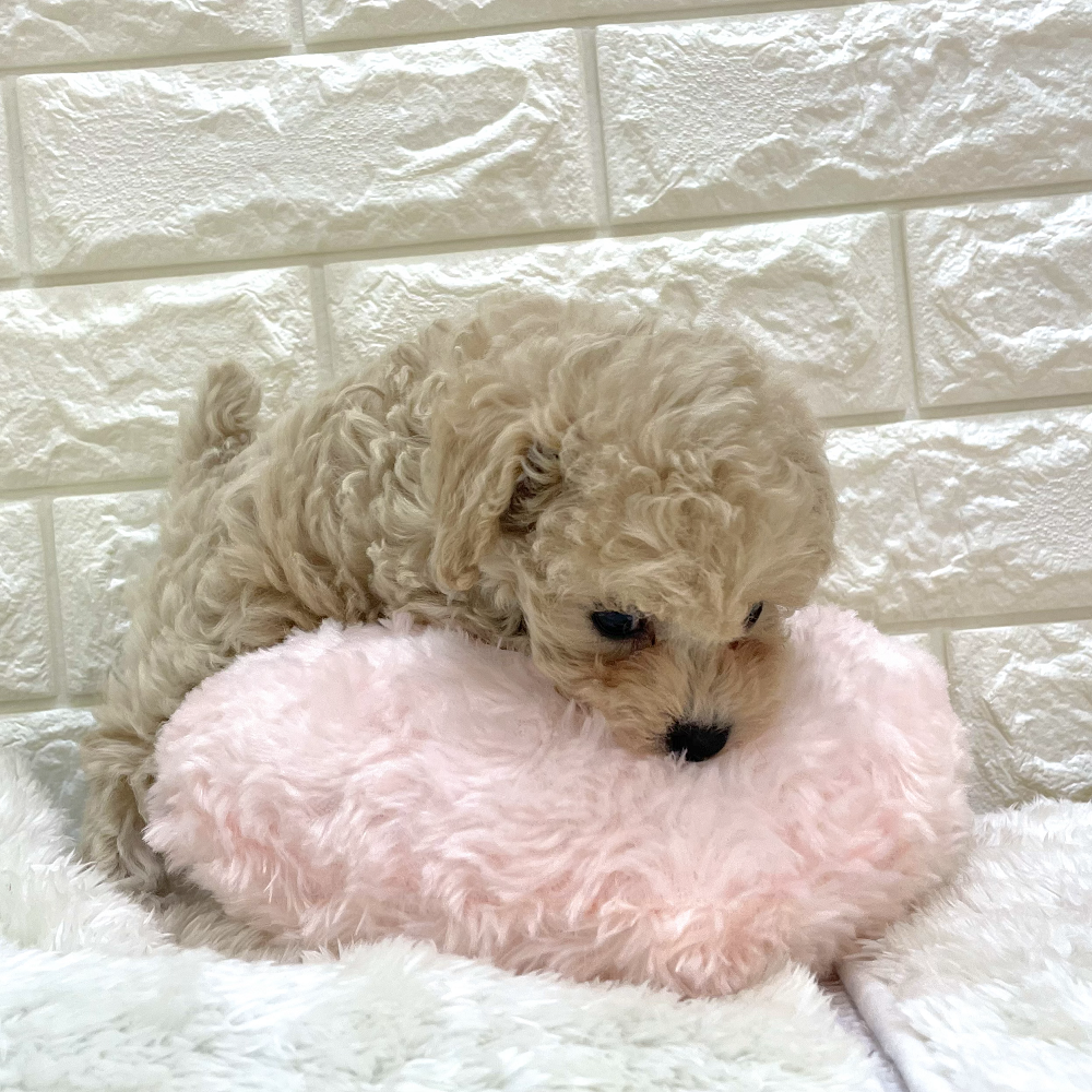 愛知県のトイプードル(トイ) (犬の家＆猫の里アミーゴ神の倉店/2026年8月18日生まれ/女の子/ペールフォーン)の子犬の2枚目の画像