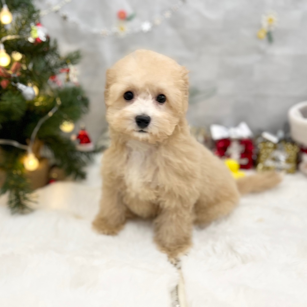 静岡県のビションプー(ビションフリーゼ×プードル) (犬の家＆猫の里MEGAドン・キホーテ袋井店/2025年8月15日生まれ/女の子/アプリコット)の子犬の2枚目の画像