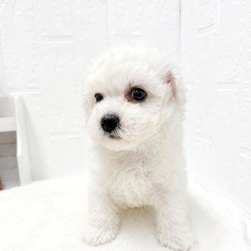 愛知県のビションフリーゼ (犬の家＆猫の里豊川インター店/2026年4月26日生まれ/男の子/ホワイト)の子犬の1枚目の画像