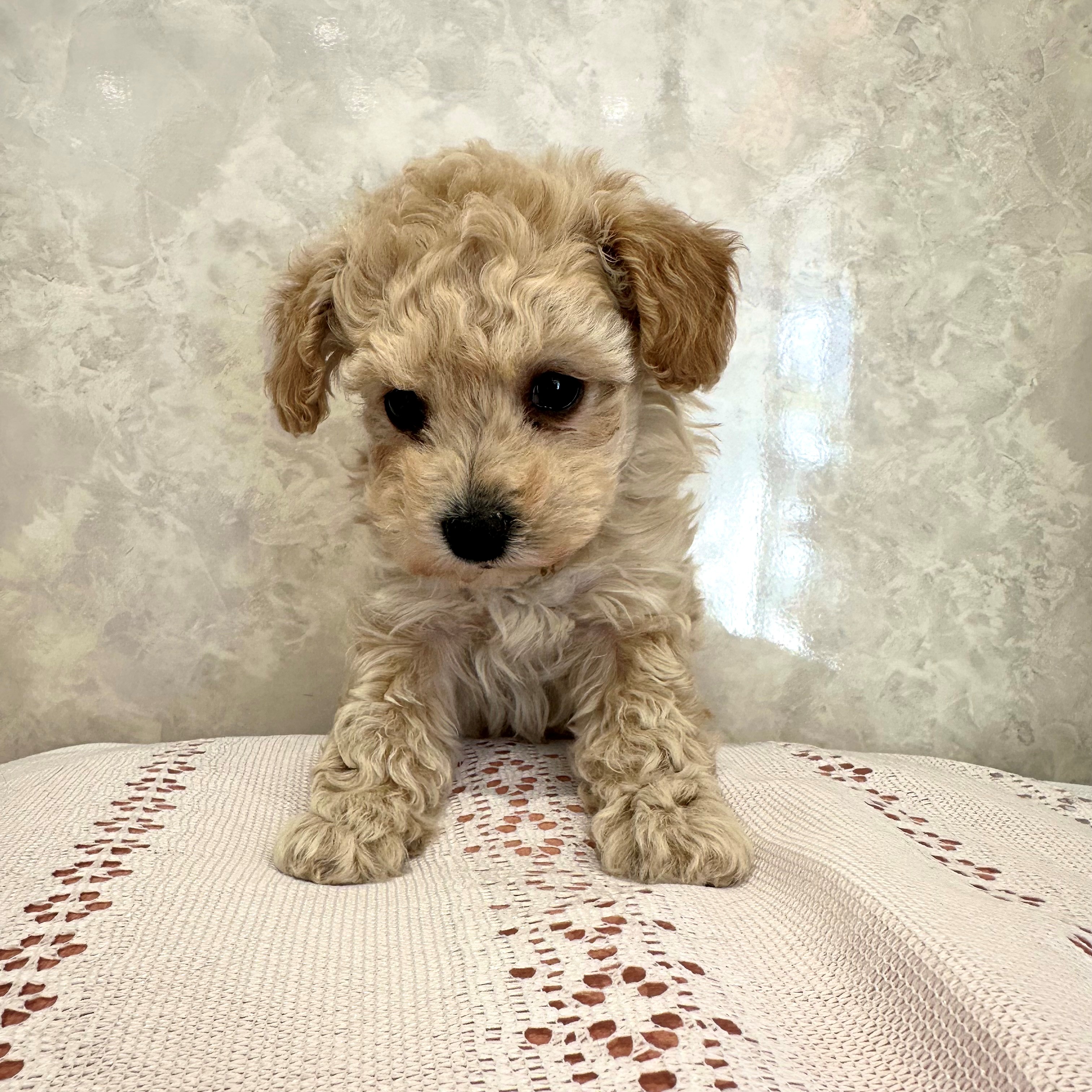 福岡県のビションプー(ビションフリーゼ×プードル) (犬の家＆猫の里くりえいと宗像店/2025年12月7日生まれ/女の子/アプリコット)の子犬の2枚目の画像