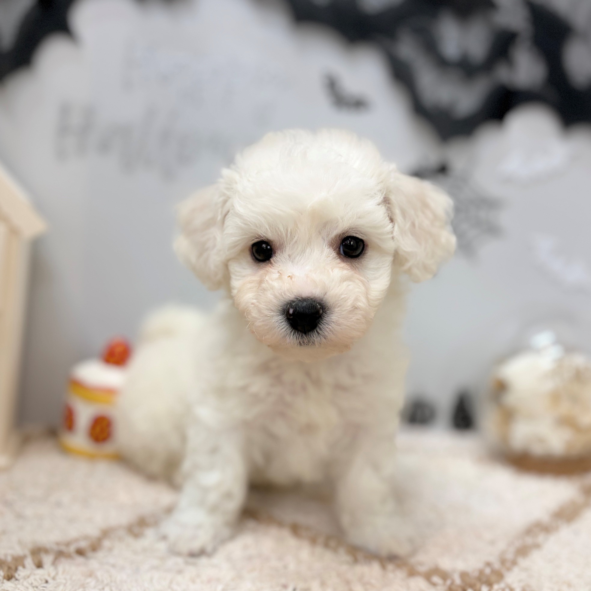 静岡県のビションフリーゼ (犬の家＆猫の里プレ葉ウォーク浜北店/2026年8月23日生まれ/男の子/ホワイト)の子犬の1枚目の画像