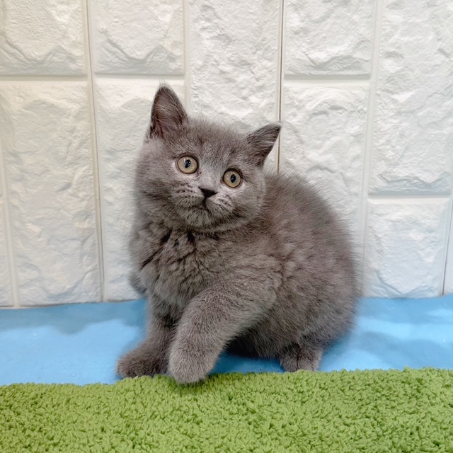 岡山県のブリティッシュショートヘアー (犬の家＆猫の里倉敷店/2026年6月6日生まれ/女の子/ブルー)の子猫の2枚目の画像