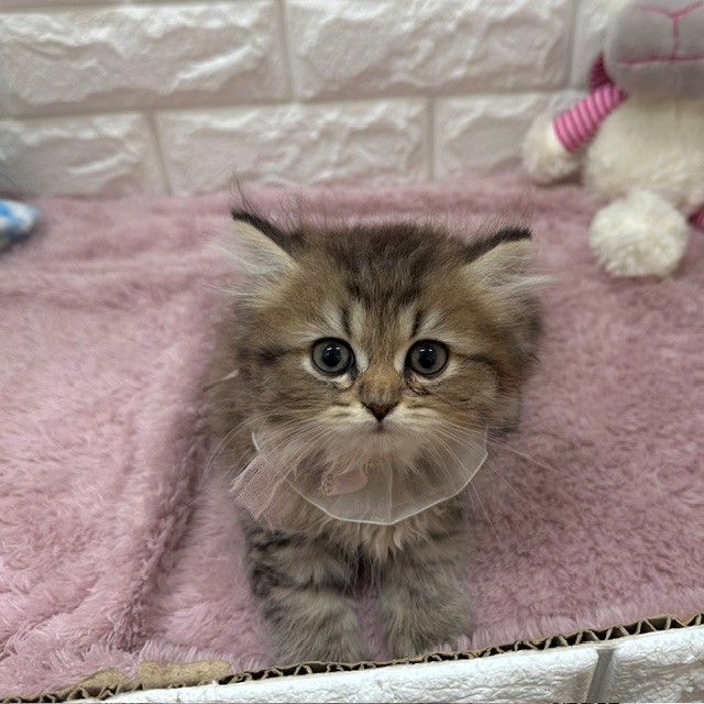 静岡県のペルシャ (犬の家＆猫の里アミーゴ浜松和田店/2026年5月18日生まれ/男の子/チンチラゴールデン)の子猫の2枚目の画像