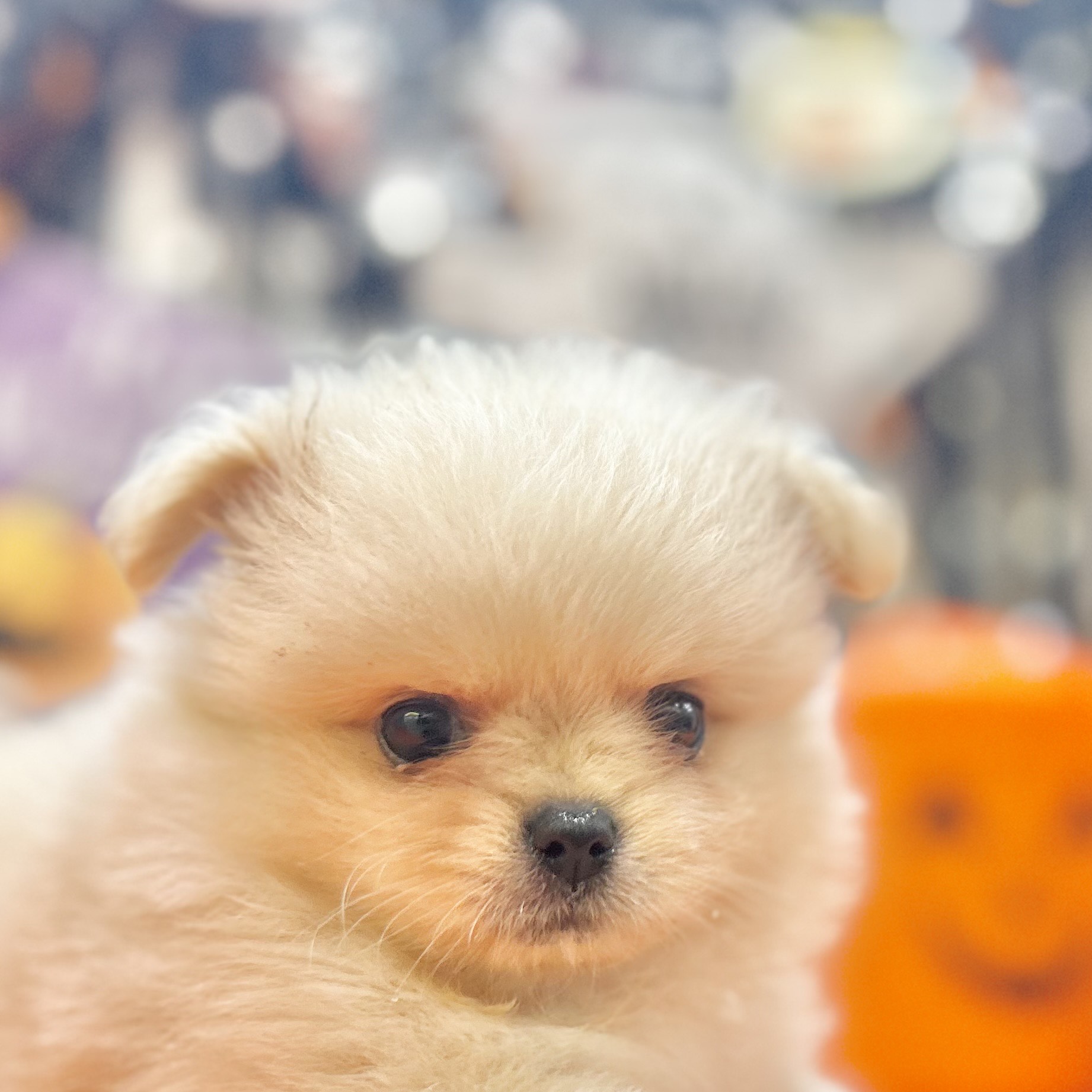 岡山県のペキポメ/ポメペキ(ペキニーズ×ポメラニアン) (犬の家＆猫の里倉敷店/2025年8月16日生まれ/女の子/クリーム)の子犬の1枚目の画像