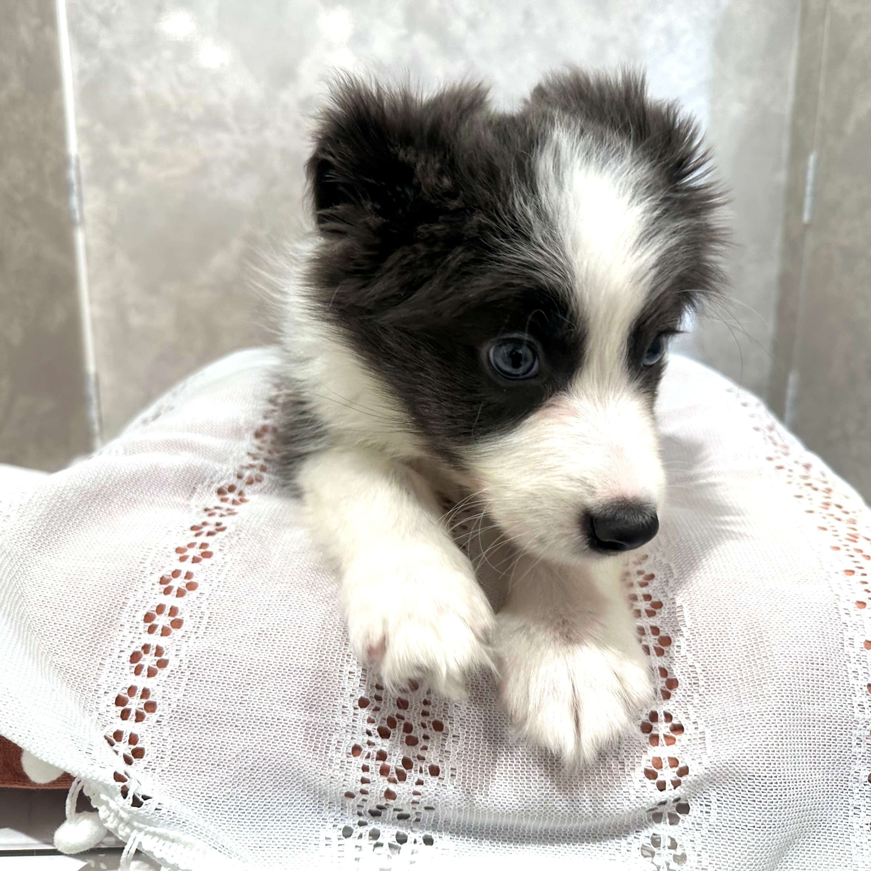 福岡県のボーダーコリー (犬の家＆猫の里くりえいと宗像店/2025年12月2日生まれ/男の子/ブルーホワイト)の子犬の2枚目の画像