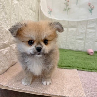 岡山県のペキポメ/ポメペキ(ペキニーズ×ポメラニアン) (犬の家＆猫の里倉敷店/2026年8月2日生まれ/男の子/オレンジ)の子犬の2枚目の画像
