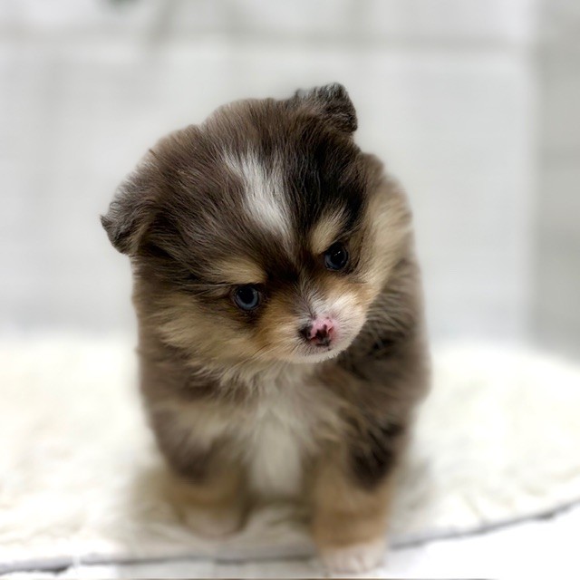愛知県のポメチワ/チワポメ/ポメチー(ポメラニアン×チワワ) (犬の家＆猫の里豊田店/2026年1月13日生まれ/男の子/ブルーマール)の子犬の2枚目の画像