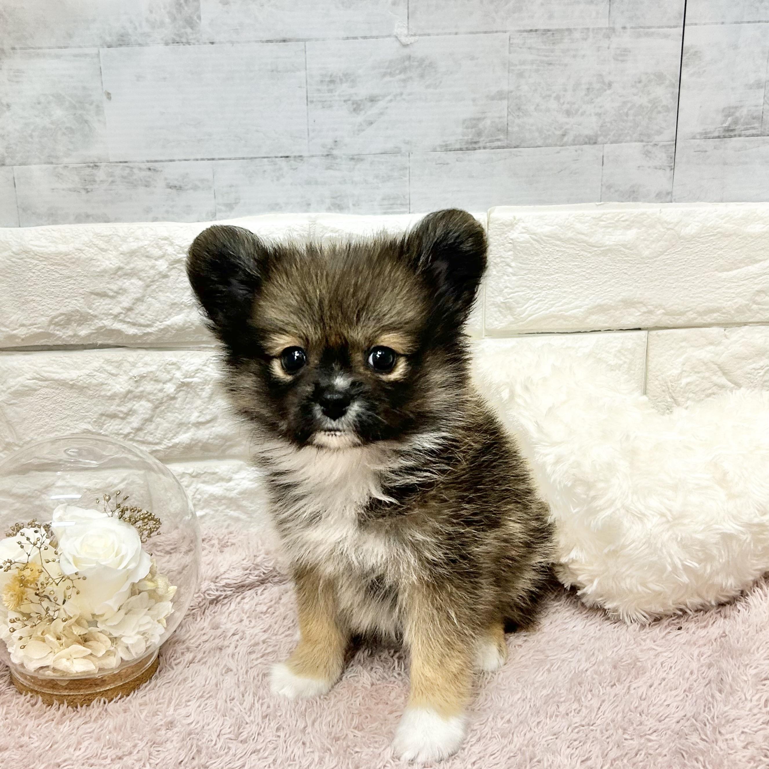 静岡県のポメヨン/パピポメ/ポメパピ(ポメラニアン×パピヨン) (犬の家＆猫の里プレ葉ウォーク浜北店/2026年7月12日生まれ/女の子/フォーンホワイト)の子犬の2枚目の画像